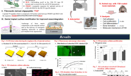 BIOMIMETIC APPROACH TO STIMULATE OSTEOGENESIS ON TITANIUM IMPLANT SURFACES USING FIBRONECTIN-DERIVED OLIGOPEPTIDE
