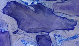 Analytical Methods: Histology 