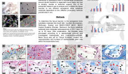 MULTINUCLEATED GIANT CELL FORMATION IN DIFFERENT XENOGENEIC BONE SUBSTITUTE MATERIALS—RESULTS FROM AN IN VIVO STUDY