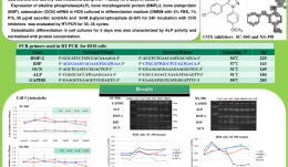 COX INHIBITORS SUPPRESS THE DIFFERENTIATION OF HUMAN OSTEOSARCOMA CELLS