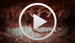 Cell-to-Cell Communication: Periodontal Regeneration
