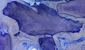 Analytical Methods: Histology 