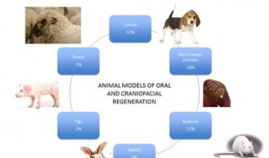 Pre-Clinical Model Development