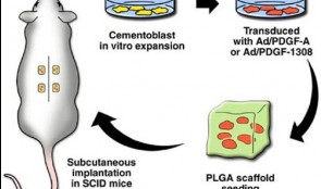Screening Models for Tissue Engineering