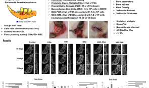 ENAMEL MATRIX DERIVATE (EMD) ON MESENCHYMAL STEM CELLS IN PERIODONTAL REGENERATION: A MICRO-TOMOGRAPHIC ANALYSIS