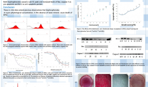 INVESTIGATION OF BISPHOSPHONATE-INDUCED TOXICITY ON DENTAL PULP STEM CELLS