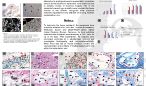 MULTINUCLEATED GIANT CELL FORMATION IN DIFFERENT XENOGENEIC BONE SUBSTITUTE MATERIALS—RESULTS FROM AN IN VIVO STUDY